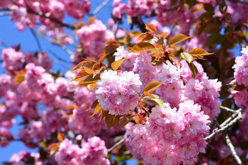 the spectacular bloom of Spring