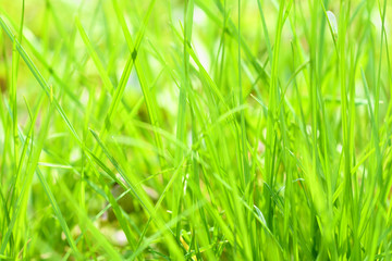Background with green wet grass 