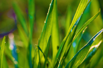 Background with green wet grass 