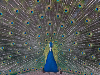 Obraz premium Blue or Indian male peafowl /peacock displaying his beautiful covert eye-spotted feathers as a courtship ritual to attract female.