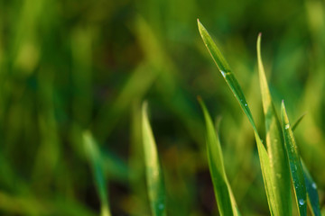 Fototapeta na wymiar Background with green wet grass 