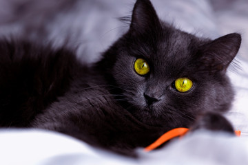 Naklejka premium Cat plays with a ribbon