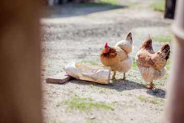 Two chickens drink water from the bowl