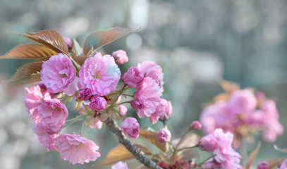 Sakura background for greeting card. special filter. Beautiful Cherry Blossoms (Sakura Hanami).  copy space. place for text. spring flowers. soft focus