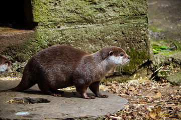 Otter at a farm