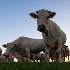 Cattle Grazing on the Frisian Mud Flats