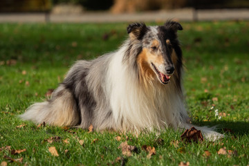 Fototapeta na wymiar A beautiful collie with long hair out in nature