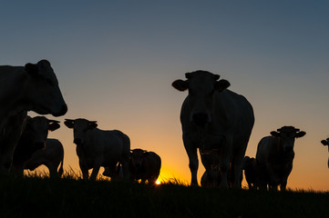 Cattle Grazing on the Frisian Mud Flats