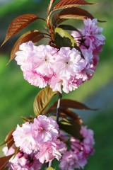 Sakura background for greeting card. special filter. Beautiful Cherry Blossoms (Sakura Hanami).  copy space. place for text. spring flowers. soft focus