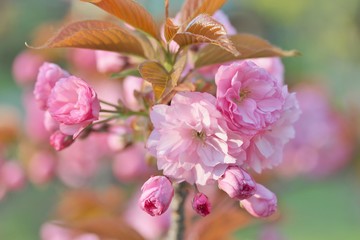 Sakura background for greeting card. special filter. Beautiful Cherry Blossoms (Sakura Hanami).  copy space. place for text. spring flowers. soft focus