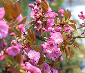 Sakura background for greeting card. special filter. Beautiful Cherry Blossoms (Sakura Hanami).  copy space. place for text. spring flowers. soft focus