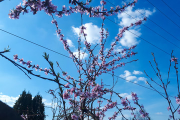 blossom peach tree branches with beautiful pink flowers on blue sky background