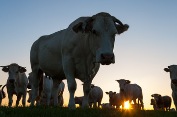 Cattle Grazing on the Frisian Mud Flats
