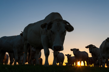 Cattle Grazing on the Frisian Mud Flats