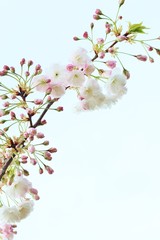 Sakura white fluffy. Sakura season. Cherry blossom. Background with flowers on a spring day. (soft focus). Beautiful Cherry Blossoms (Sakura Hanami).   copy space. place for text. spring flowers.