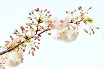 Sakura white fluffy. Sakura season. Cherry blossom. Background with flowers on a spring day. (soft focus). Beautiful Cherry Blossoms (Sakura Hanami).   copy space. place for text. spring flowers.