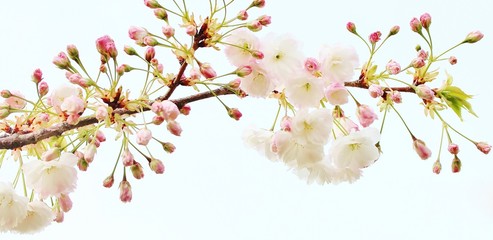 Sakura white fluffy. Sakura season. Cherry blossom. Background with flowers on a spring day. (soft focus). Beautiful Cherry Blossoms (Sakura Hanami).   copy space. place for text. spring flowers.