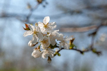 Obraz premium Bourgoyen on a sunny spring afternoon