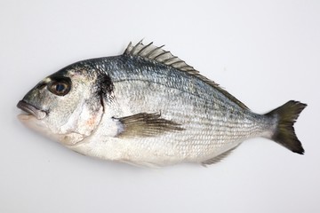 SEA BREAM Sparus Aurata, Fish of Bream family Sparidae