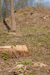 Pine tree forestry exploitation in a sunny day. Stumps and logs show that overexploitation leads to deforestation endangering environment and sustainability