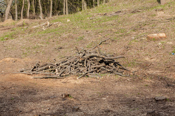 Pine tree forestry exploitation in a sunny day. Stumps and logs show that overexploitation leads to deforestation endangering environment and sustainability