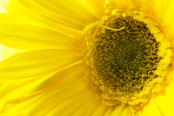 closeup of yellow flower