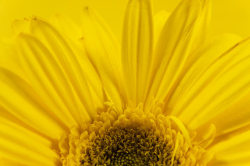 closeup of yellow flower
