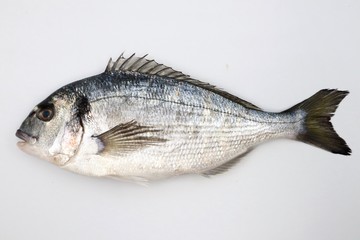 SEA BREAM Sparus Aurata, Fish of Bream family Sparidae