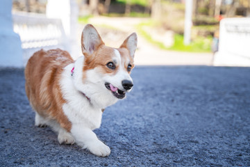 Cute Welsh Corgi dog walking in the city park. a dog in the city. Dog in urban landscape