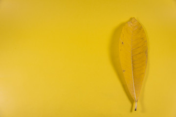 Yellow leaf on yellow background
