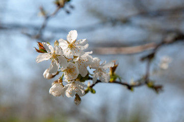 Bourgoyen on a sunny spring afternoon