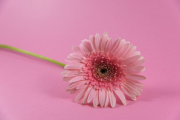 pink  flower on pink background
