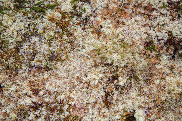 Rocks overgrown with white moss. Carpet moss white. Moss on a rock face. Relief and texture of stone with patterns and moss.
