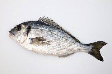 SEA BREAM Sparus Aurata, Fish of Bream family Sparidae