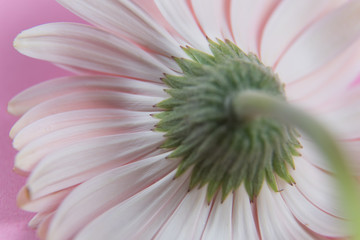 pink  flower on pink background