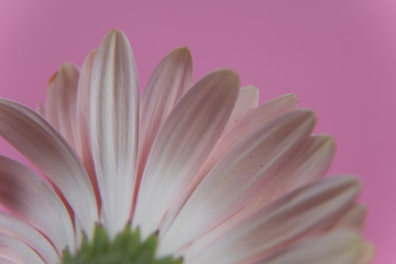 pink  flower on pink background