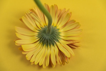 closeup of a yellow flower