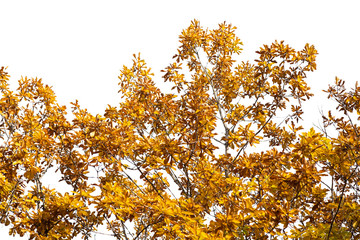 Branch of autumn leaves isolated on white