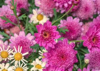 Pretty scene with violet daisies in full bloom at dawn