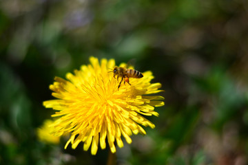 Il grande lavoro delle api