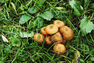 honey agaric mushroom on green grass