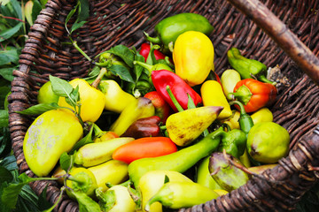 green pepper in the basket