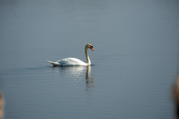 Bourgoyen on a sunny spring afternoon