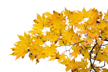 Branch of autumn leaves isolated on white
