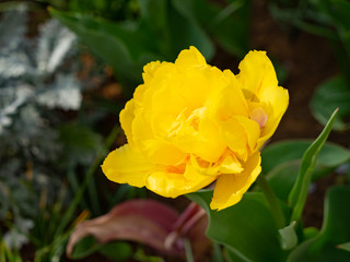 Yellow Double Tulip