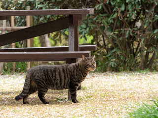 Brown Tabby Cat Walking on Grass
