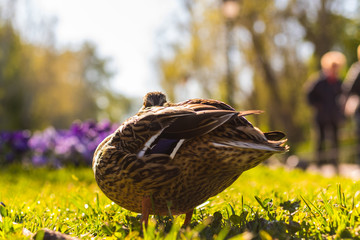 duck in the city