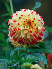 Dahlia 'Lady Darlene' close up in a flower border © Garden Guru