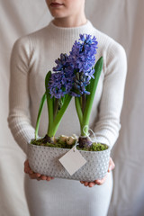 Woman holding  hyacinthus orientalis in flower pot.