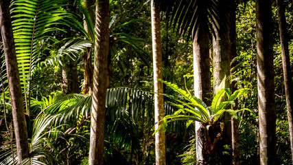 Birds nest fern in tropical rainforest